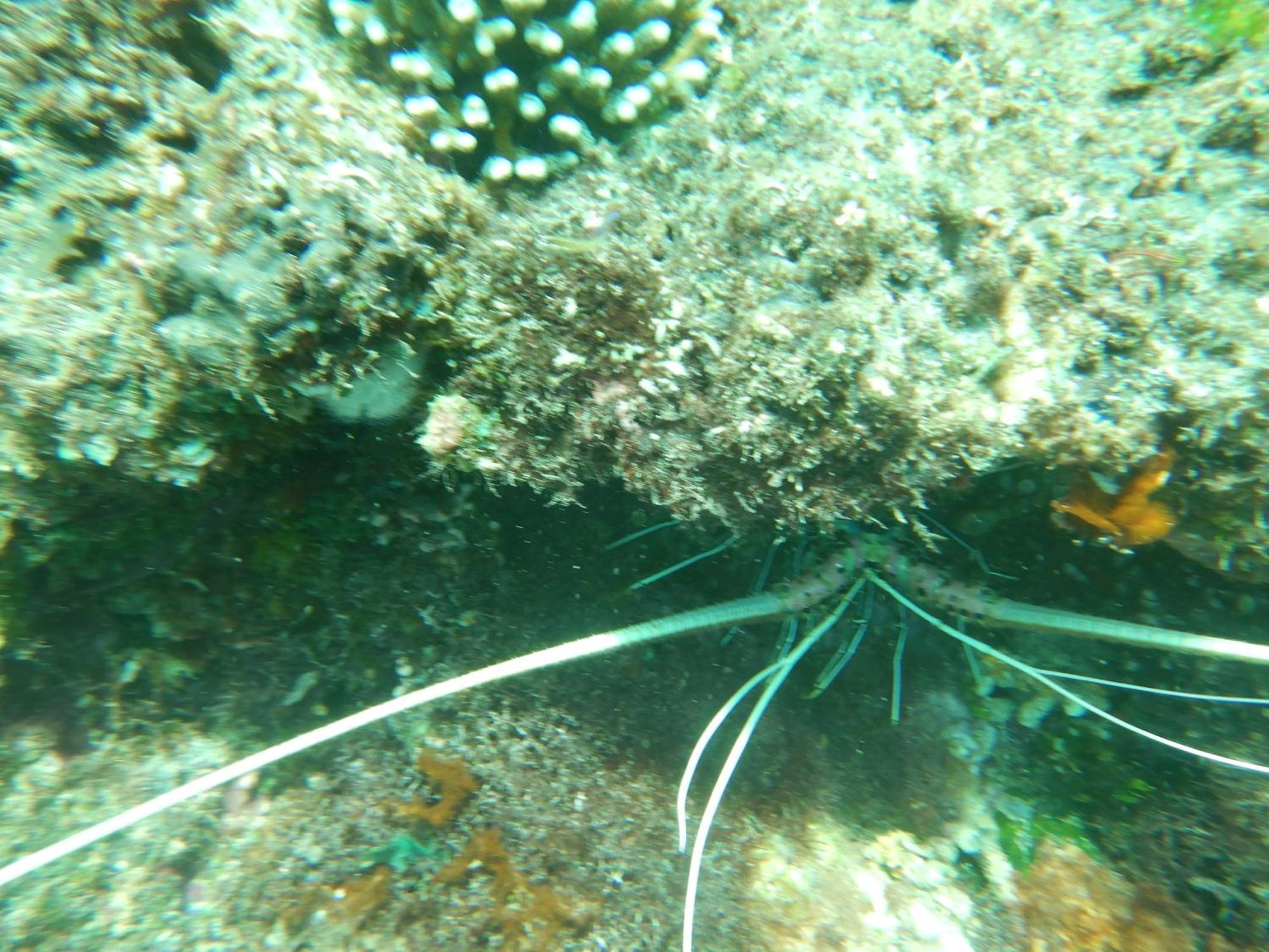 BesirRaja Ampat Blue Sea别墅 外观 照片