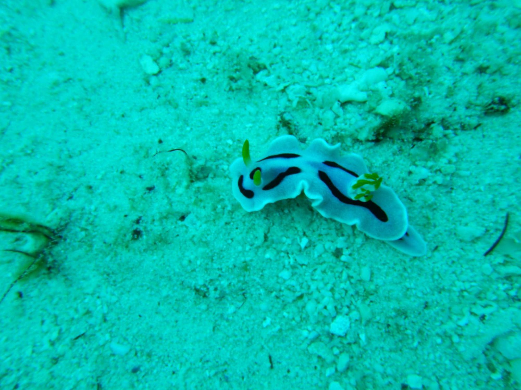 BesirRaja Ampat Blue Sea别墅 外观 照片