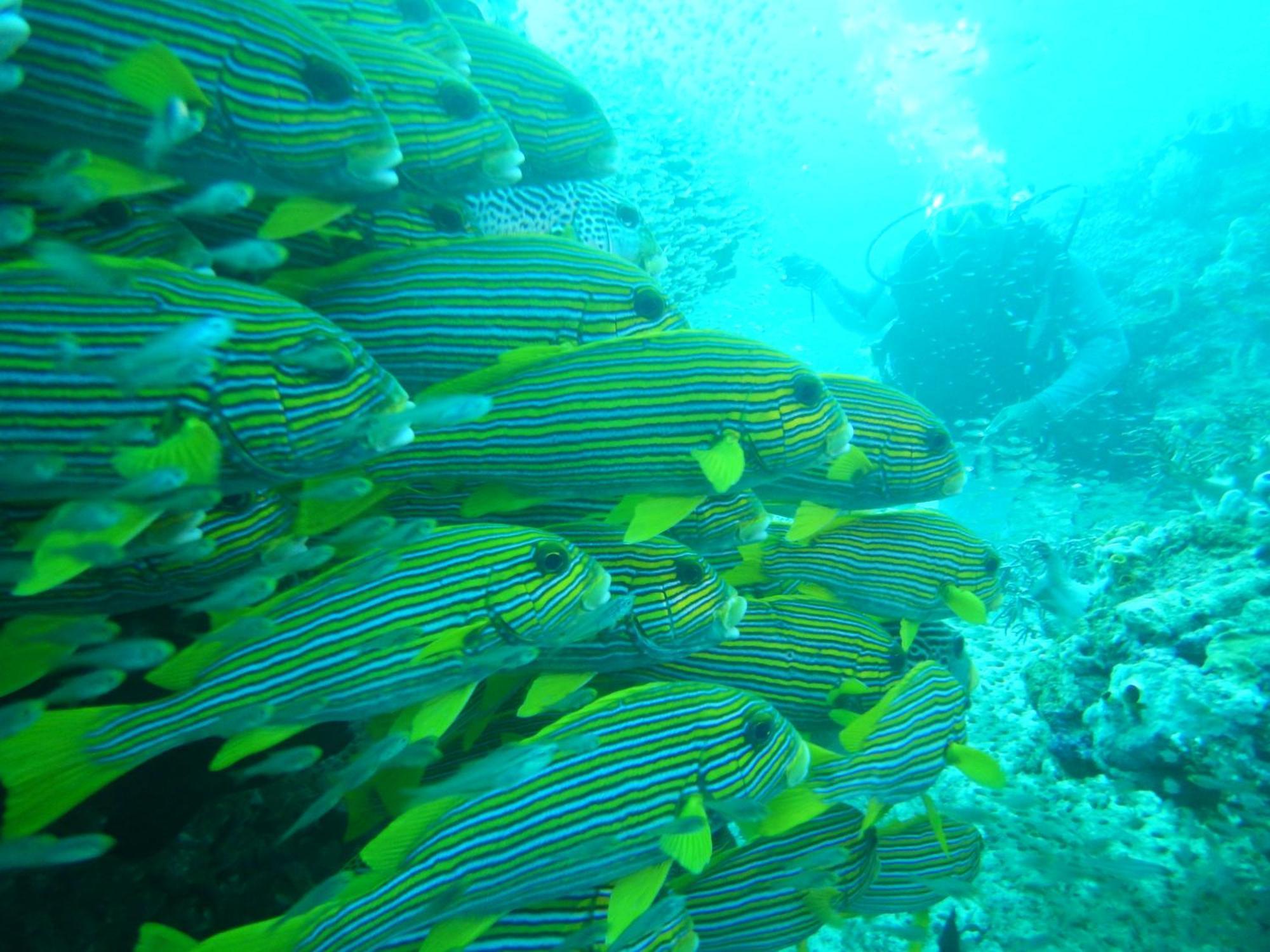 BesirRaja Ampat Blue Sea别墅 外观 照片