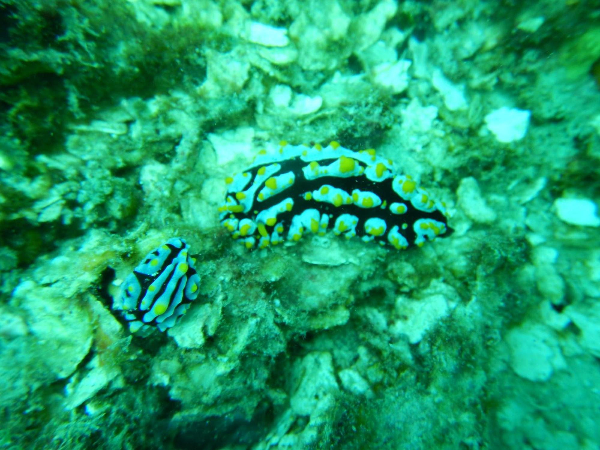 BesirRaja Ampat Blue Sea别墅 外观 照片