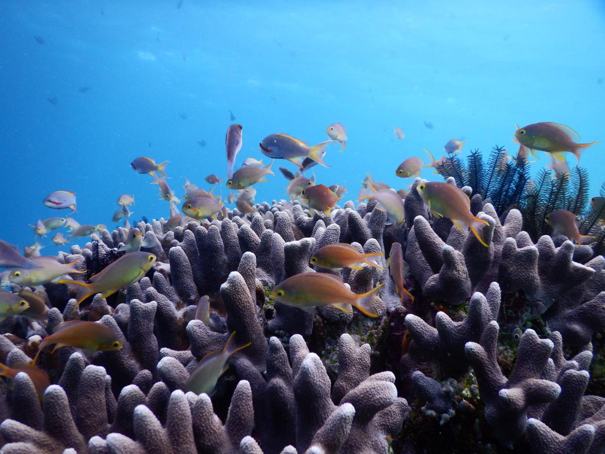 BesirRaja Ampat Blue Sea别墅 外观 照片