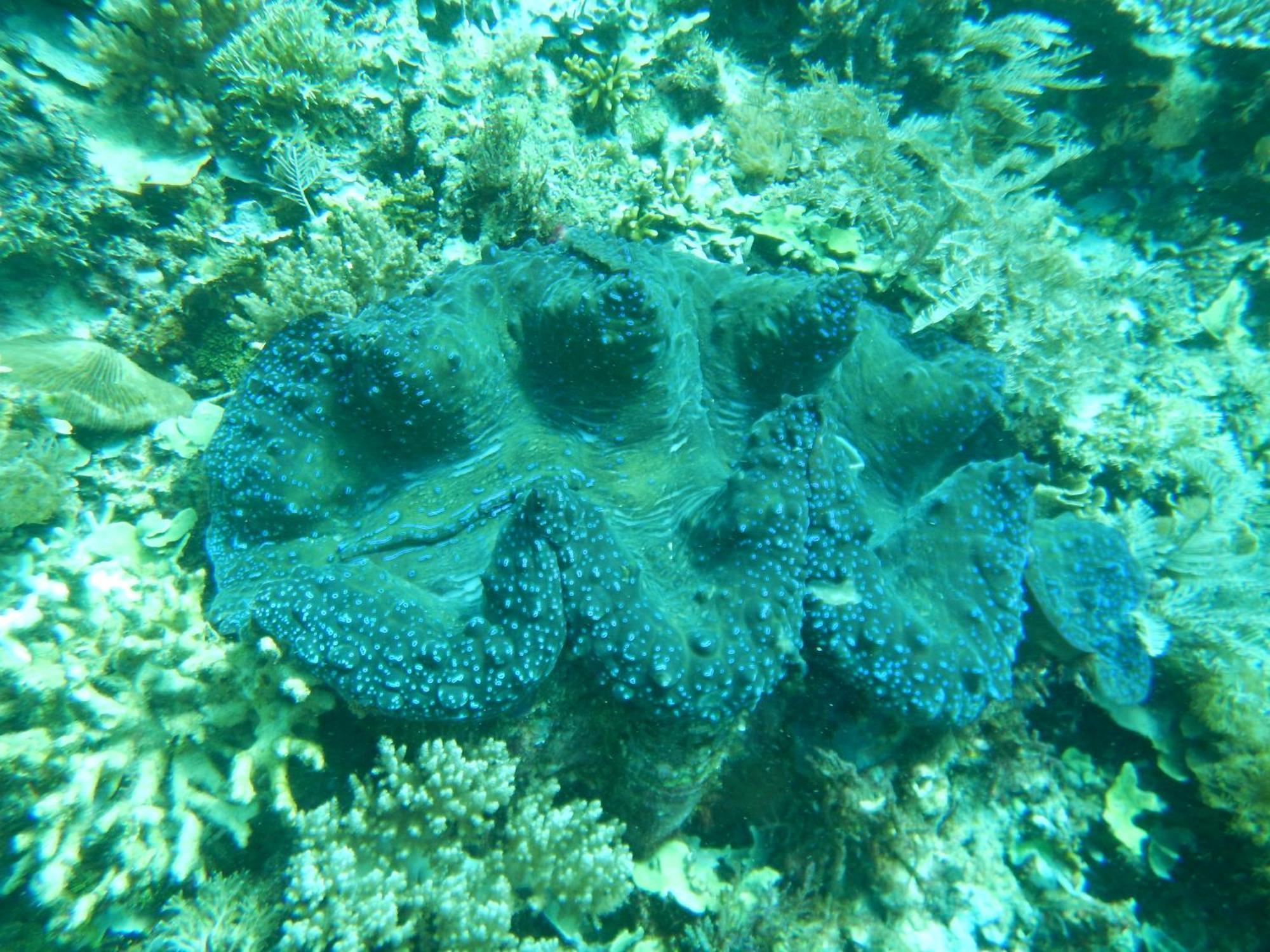 BesirRaja Ampat Blue Sea别墅 外观 照片
