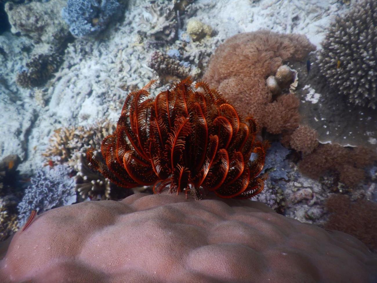 BesirRaja Ampat Blue Sea别墅 外观 照片