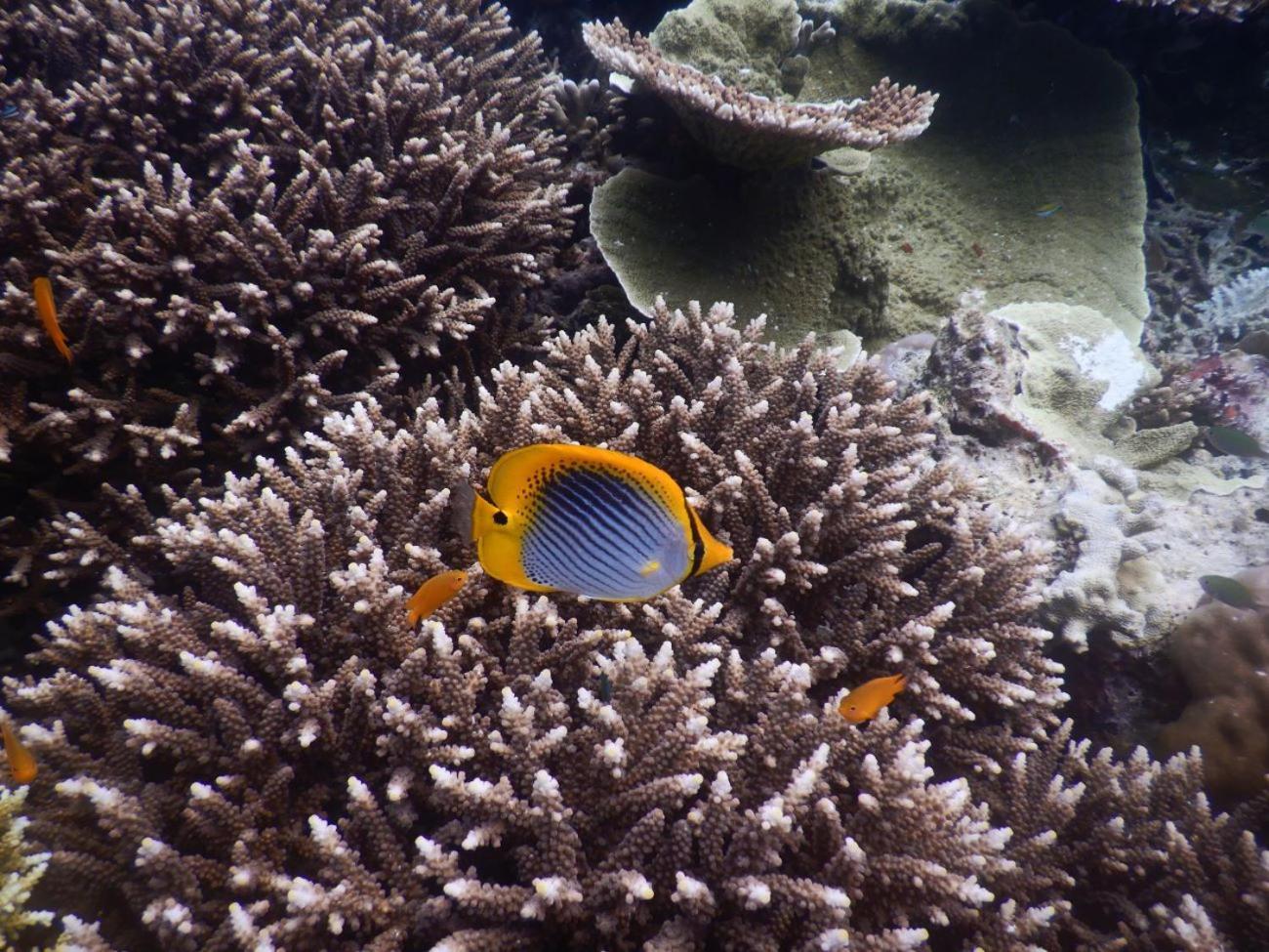 BesirRaja Ampat Blue Sea别墅 外观 照片