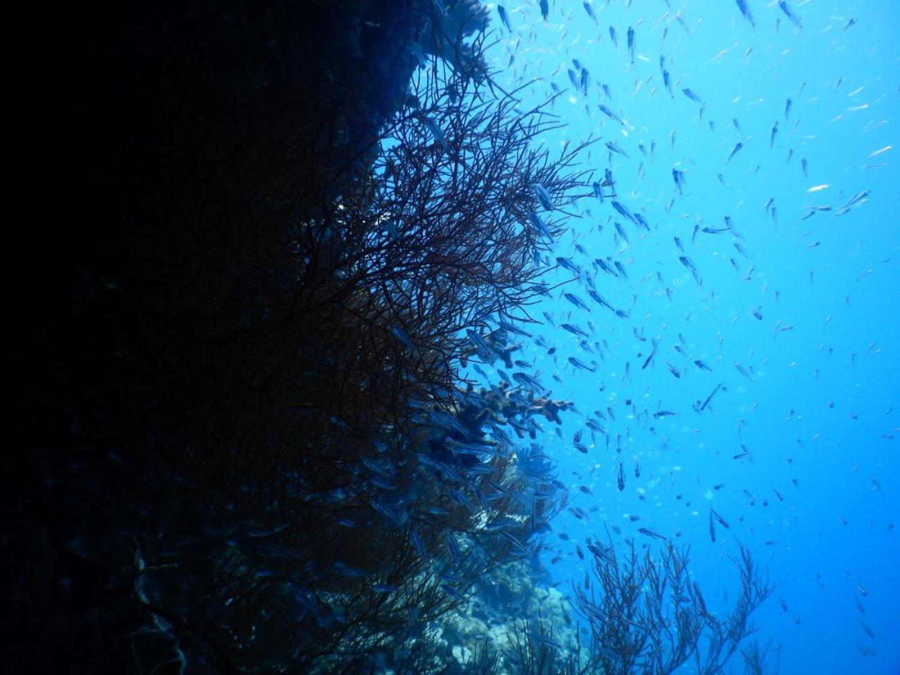 BesirRaja Ampat Blue Sea别墅 外观 照片