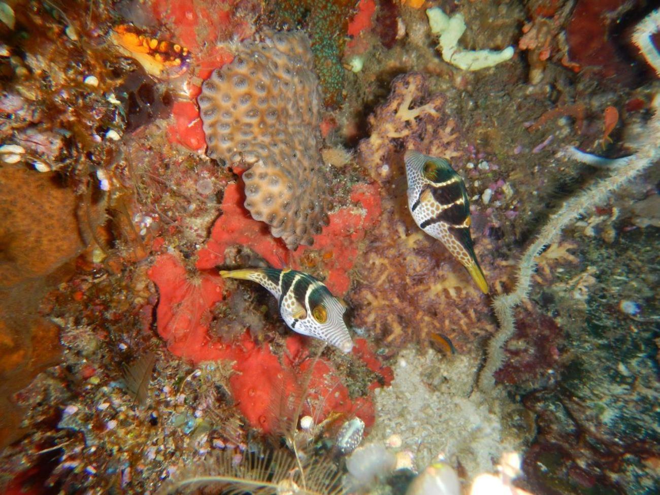 BesirRaja Ampat Blue Sea别墅 外观 照片