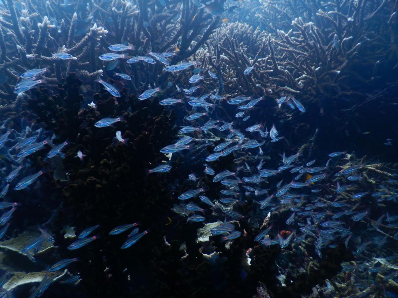 BesirRaja Ampat Blue Sea别墅 外观 照片